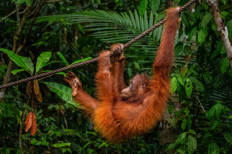 069 Kuching, semenggoh natuurreservaat.jpg